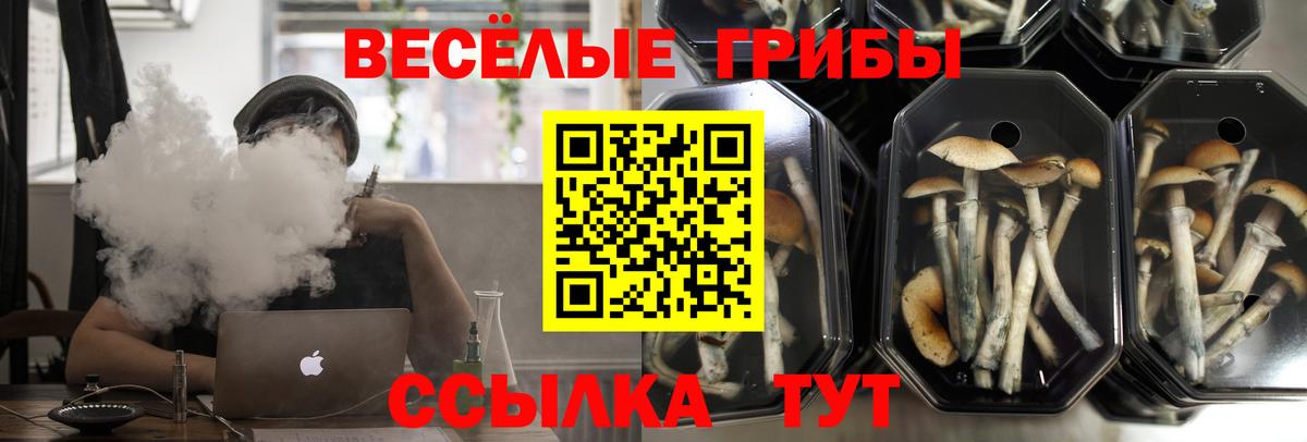 Галлюциногенные грибы Psilocybine cubensis Курчатов